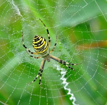 Spider in her spiderweb Stock Photos