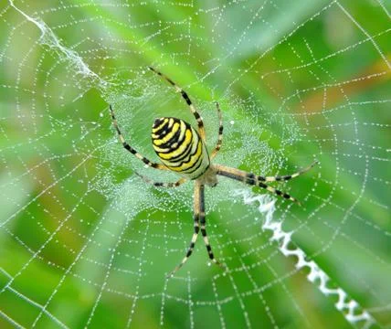 Spider in her spiderweb Foto stock