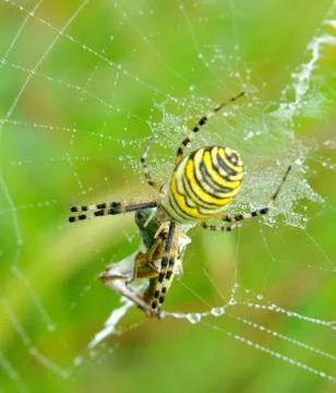 Spider in her spiderweb Stock Photos