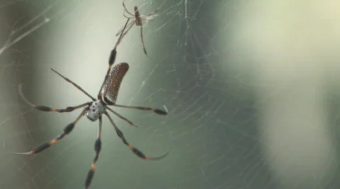Spider on her web clip 1 Видео 479804