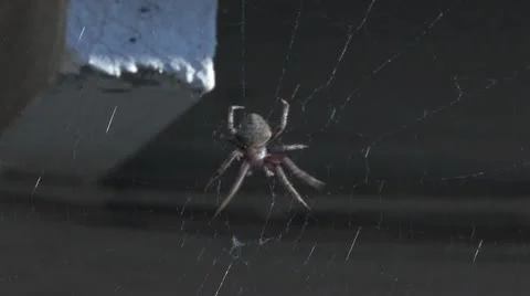 Spider in her  Web Stock Footage 10572548