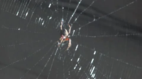 Spider &amp; her web Stock Footage 10572578