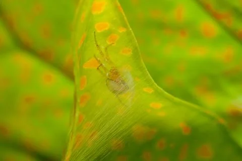 A spider in her web in leaf Foto stock
