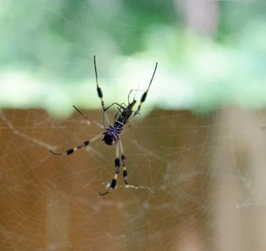 Spider in her web Stock Photos