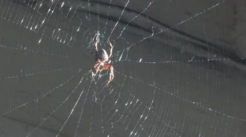 Spider in  her web weaving her future. Stock Footage 10572586