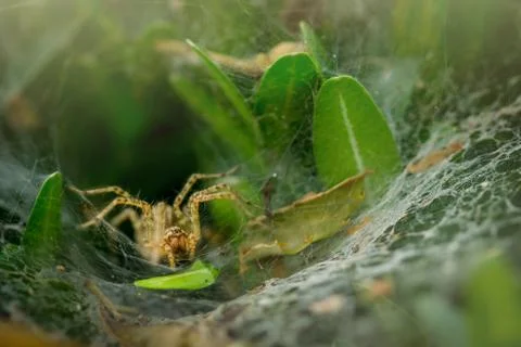 A spider hidden in an oval web surrounded by leaves. Spider waiting in web to Stock Photos