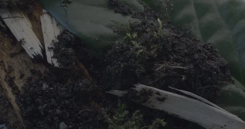 Spider hide away Stock Footage 88390353