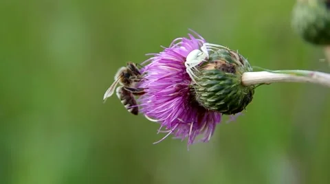 The spider hides from a bee Stock Footage 40539900