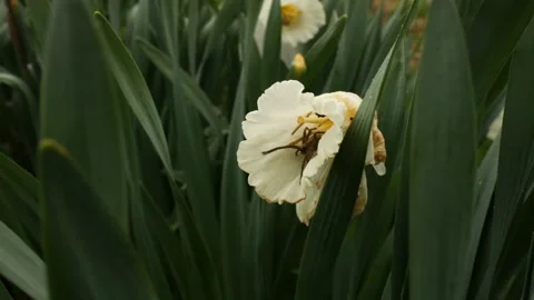 A spider hides in a flower 스톡 동영상 183324267
