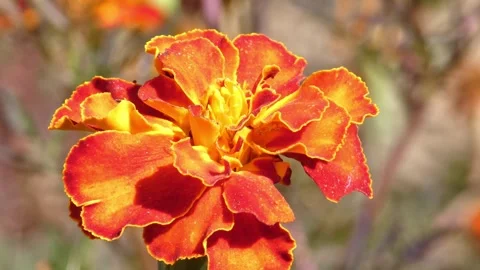 Spider hides under orange marigold flower petal, close-up 스톡 동영상 342735288