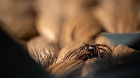 The spider is hiding and preparing to attack Stock Photos