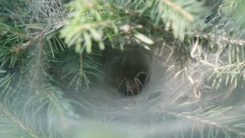 Spider hiding in branches Stockbeeldmateriaal 89530849
