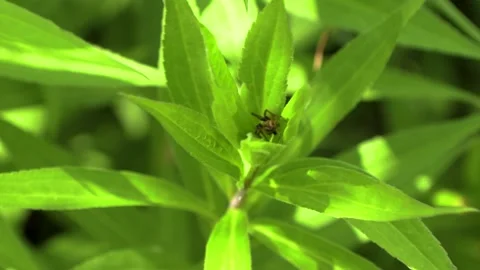 Spider hiding in a leaf of a plant 4K Stock Footage 246787901