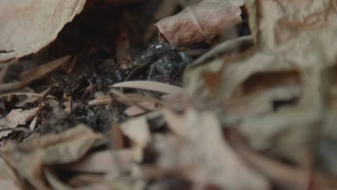 Spider hiding in leaves 스톡 동영상 123091898