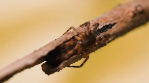 Spider hiding from the rain Video stock 105687436