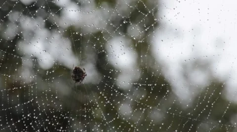 Spider Hiding in a Soft Rain Stock Footage 42282651