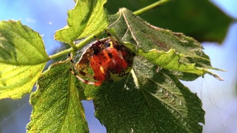Spider hiding under a leaf eating an ant Stock Footage 115440163