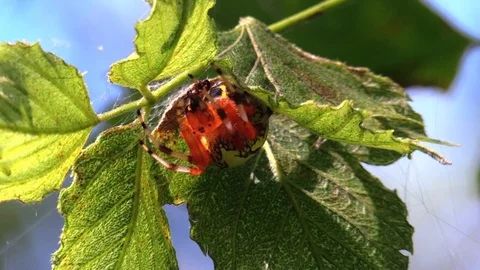 Spider hiding under a leaf eating an ant closeup colorful Stock Footage 115440166