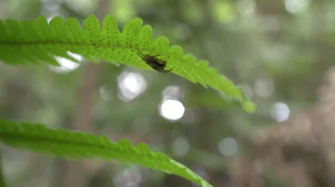 A spider hiding under a leaf Stock Footage 32694389