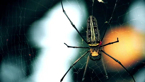A Spider is in his nest in the wild 스톡 동영상 253835546