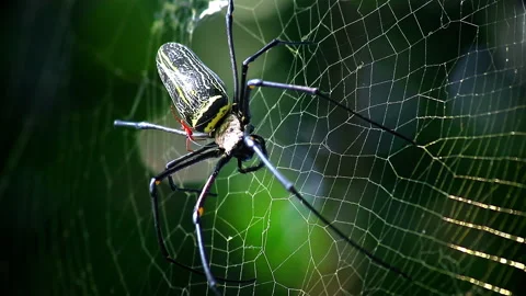 A Spider is in his nest in the wild Stock-Footage 253836366