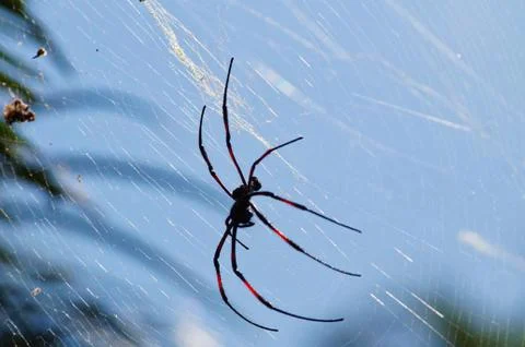 A spider in his net is sitting Stock Photos