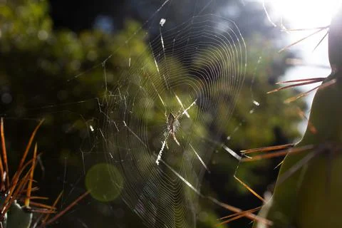 Spider In His Web Between Two Cacti Through The Light Stock Photos