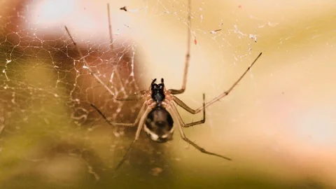 Spider on his web waiting for his pray to come Video stock 105687427