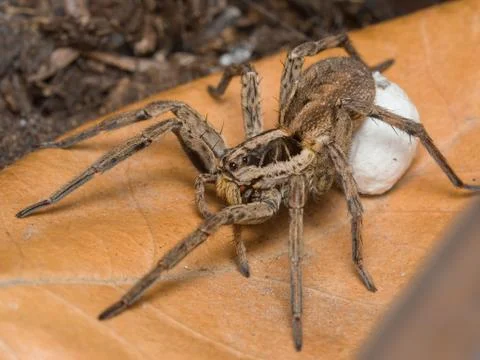 Spider Hogna radiata with her egg sack Stock Photos