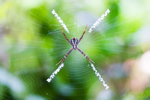 Spider holding on cobweb Stock Photos