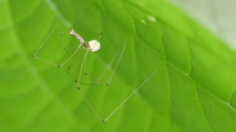 Spider holding its eggs under the leaf Stock Footage 95900596