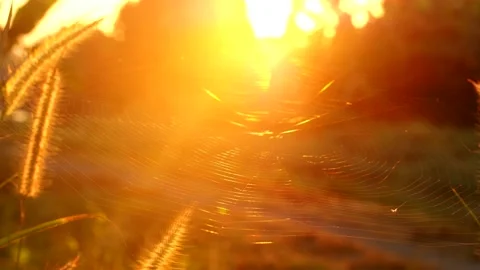 Spider is holding on web in grass field, countryside Chiangmai province  Thailan Stock Footage 221474199
