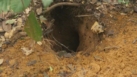 Spider hole Stock Footage 317885069