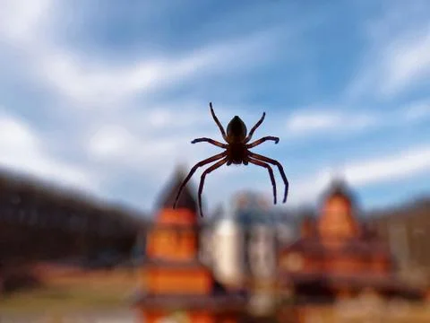 Spider hovered on the background. Close up. Stock Photos