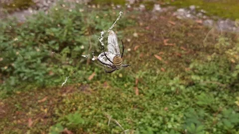 Spider Hugging Prey Stock Footage 237757169