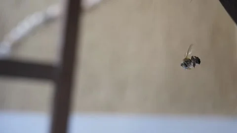 Spider hunt been Stock Footage 123506659
