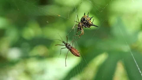 Spider Hunt bug forest Vidéo 91438497