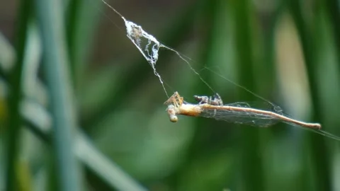 Spider hunt the dragonfly mp4 . Stock Footage 138518955