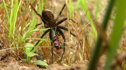 Spider on the hunt Stock Footage 27212383