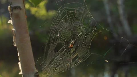 Spider on the hunt Stock Footage 91455596