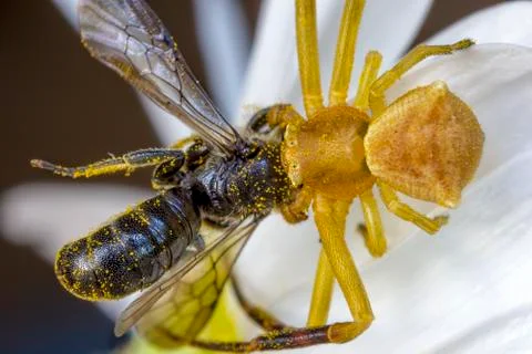 Spider hunt Stock Photos