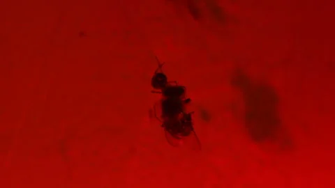 Spider hunted to bee Stock Footage 113520933