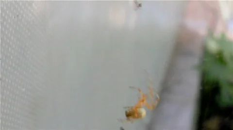 Spider Hunter 01 Stock Footage 559102