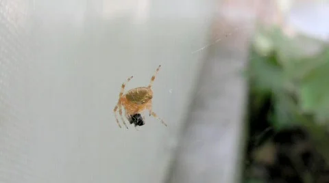 Spider Hunter 03 Stock Footage 742299