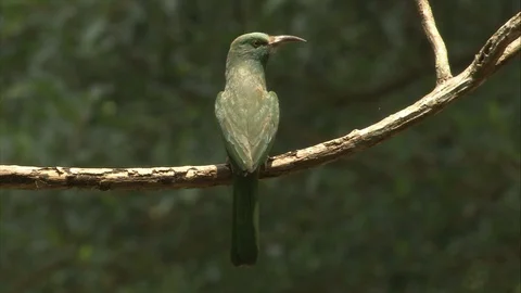Spider Hunter bird sitting on a branch Stock Footage 118865250