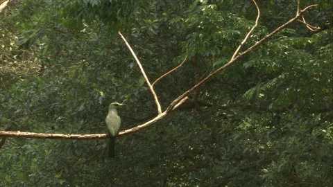 Spider Hunter bird sitting on a branch with leaves moving in breeze behind Stock Footage 118865725