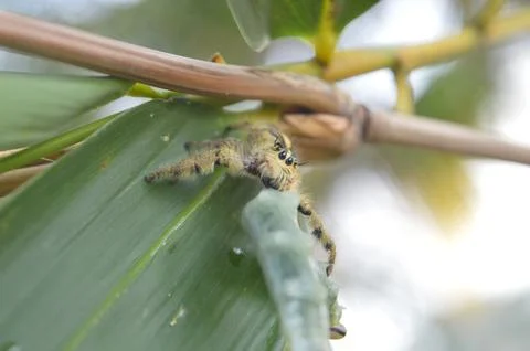 Spider hunter Stock Photos