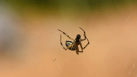 Spider Hunting and Capturing Insect Prey Stock Footage 307184769