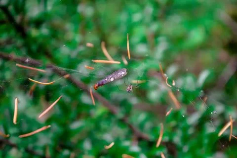 Spider hunting bug in its web Stock Photos