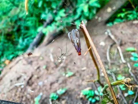 Spider hunting bug in its web Foto stock